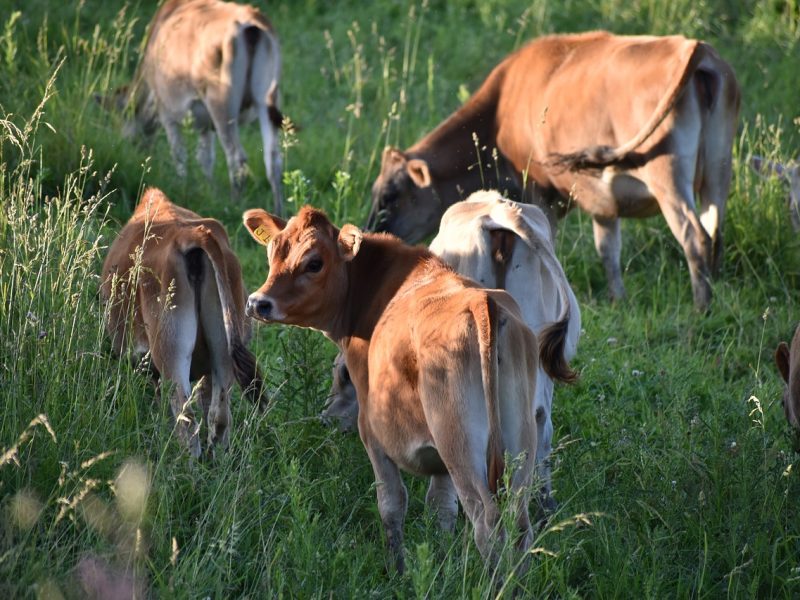 How to take care of your livestock: six easy steps