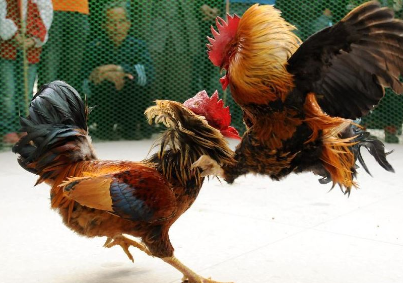 What You Might Not Know About Cockfighting Betting